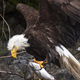Image for article titled These Electrifying Photos Celebrate 50 Years Of USA's Wilderness Act